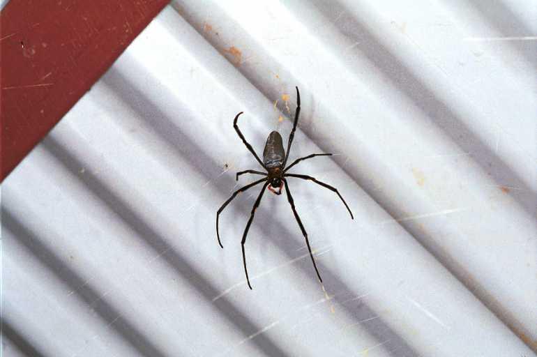 Nephila_pilipes_RF0428_Z_78_Palmerstone park_Australie.jpg